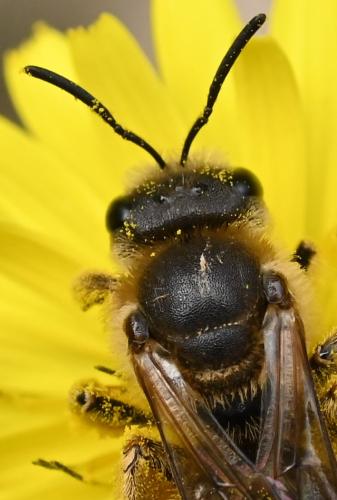 Réf. 339 226 : Halictus (cochlearitarsis-fulvipes)